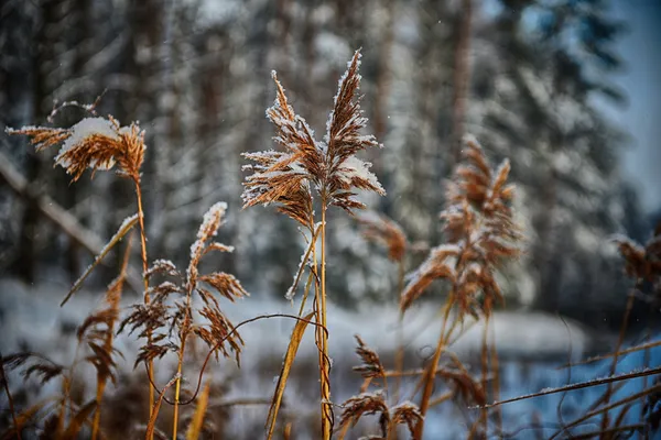 Rákosí na zamrzlém rybníku — Stock fotografie