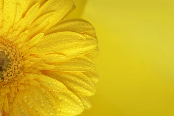 Yellow flower — Stock Photo, Image