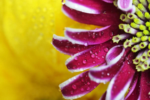 Bouquet of flowers — Stock Photo, Image