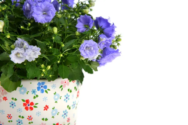 Campanula flores — Fotografia de Stock