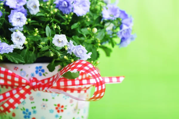 Campanula blommor — Stockfoto