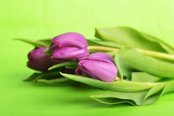 Purple tulips — Stock Photo, Image