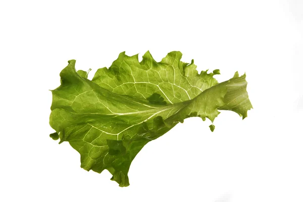 Leaf fresh lettuce — Stock Photo, Image