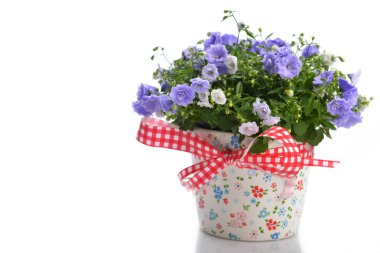 çan çiçeği çiçek