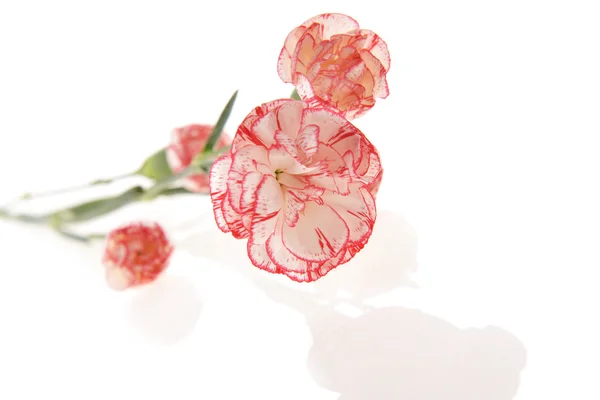 Blumen Nelke — Stockfoto
