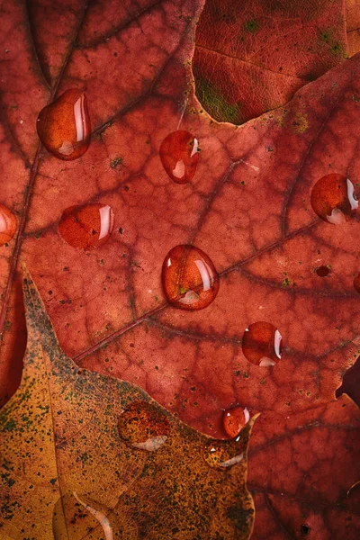 메이플의 젖은 잎 — 스톡 사진