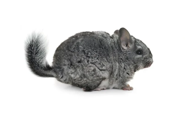 灰色栗鼠 — 图库照片