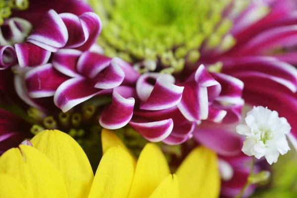 Bouquet of flowers — Stock Photo, Image