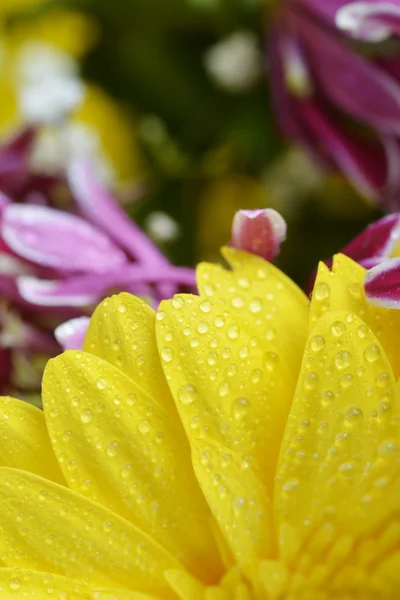 Bouquet of flowers — Stock Photo, Image