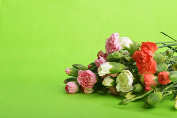 Flowers carnation — Stock Photo, Image