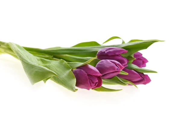 Purple tulips — Stock Photo, Image