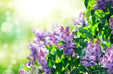 Mayıs 'ta açan mor leylak çalısı