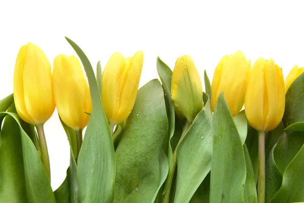 Tulipani gialli — Foto Stock