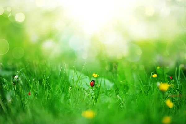 Gele bloemen — Stockfoto