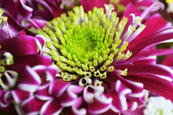 Purple chrysanthemum — Stock Photo, Image