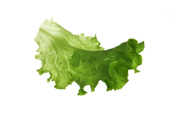 Leaf fresh lettuce — Stock Photo, Image