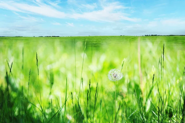 Dandelion on grass — Stock Photo, Image