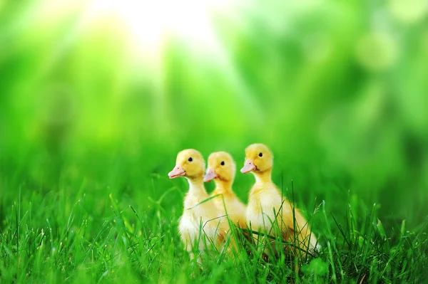 작은 ducklings 녹색 잔디 — 스톡 사진