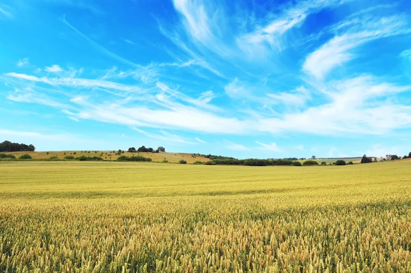 Weizenfeld — Stockfoto