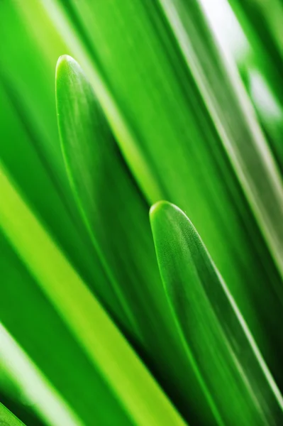 ใบสีเขียว — ภาพถ่ายสต็อก