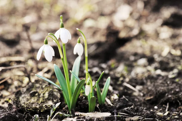 Snowdrop flowers — Stock Photo, Image