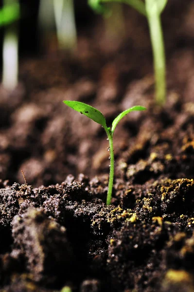 Sprout of tomato — Stock Photo, Image