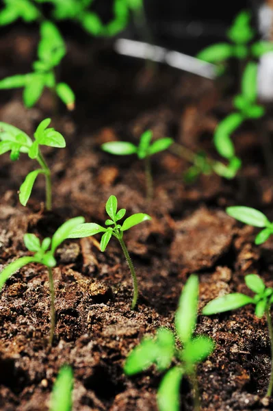 Sprout of tomato — Stock Photo, Image