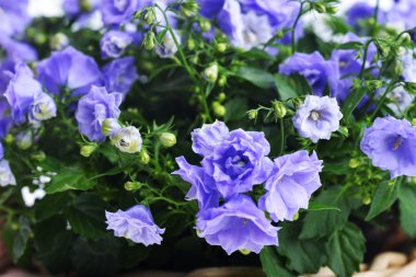 çan çiçeği bellflowers