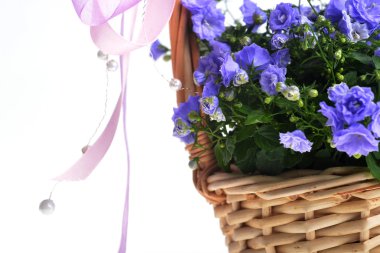 çan çiçeği bellflowers