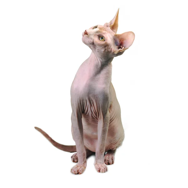 Egyptská kočka plešatý — Stock fotografie
