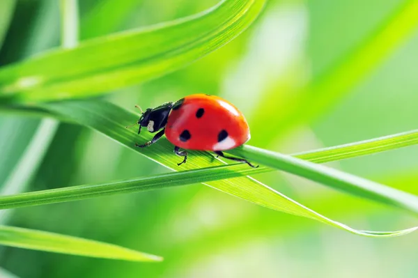 Ladybug on grass — Stock Photo, Image