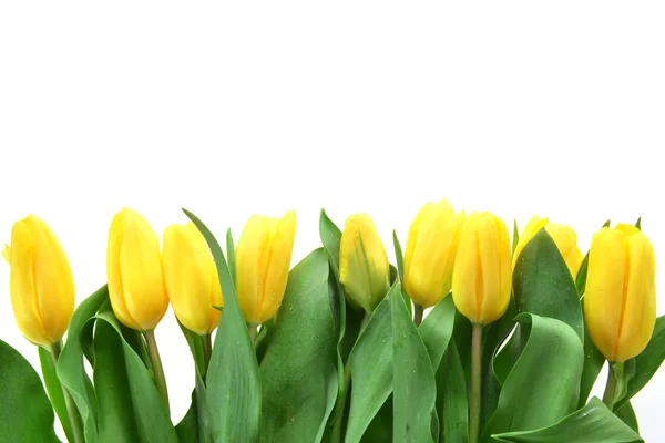 Tulip kuning — Stok Foto