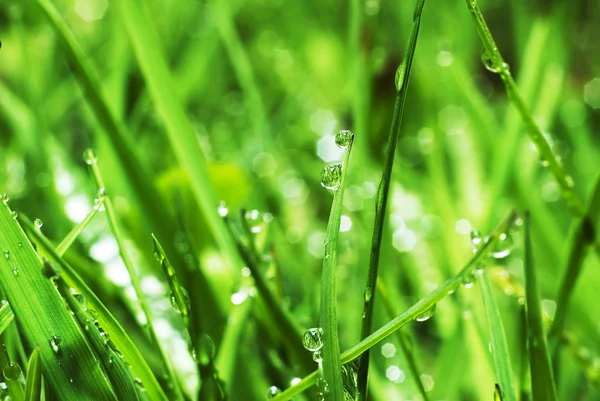 Hierba verde fresca con gotas de agua — Foto de Stock