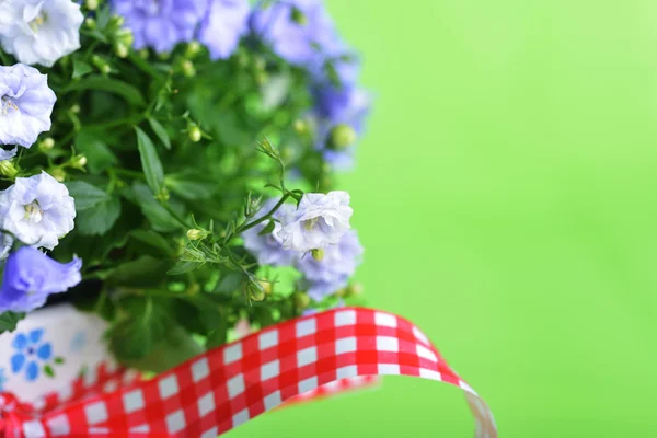 Campanula flowers — Stock Photo, Image