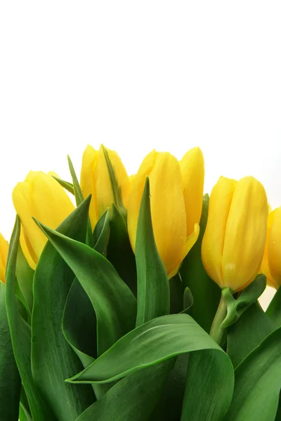 Tulipani gialli — Foto Stock