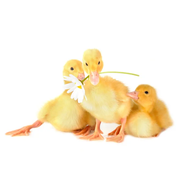 Yellow fluffy ducklings — Stock Photo, Image