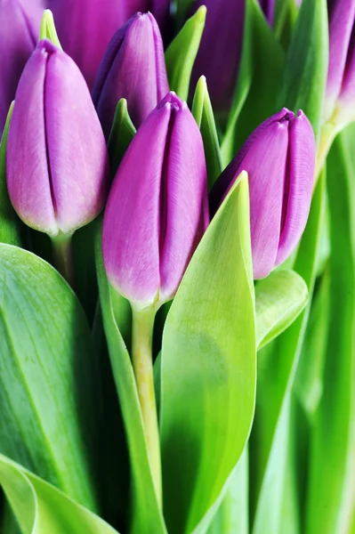 Violet tulips — Stock Photo, Image