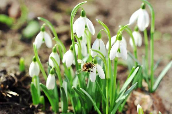 Snowdrop flowers — Stock Photo, Image