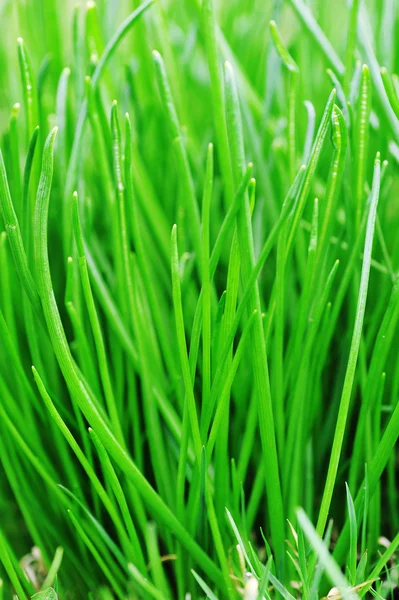 Green fresh grass close up — Stock Photo, Image