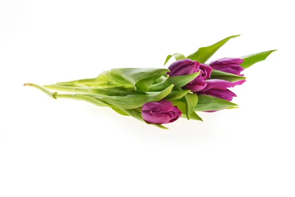 Violette Tulpen — Stockfoto