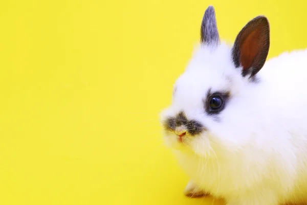 Piccolo coniglio — Foto Stock
