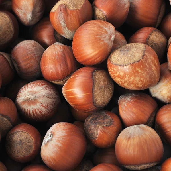 Många hazeknuts på nära håll — Stockfoto