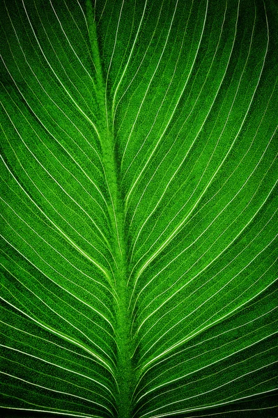 Folha verde brilhante — Fotografia de Stock