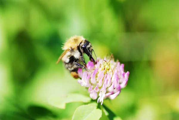 Pszczoła na kwiat zbliżenie — Zdjęcie stockowe