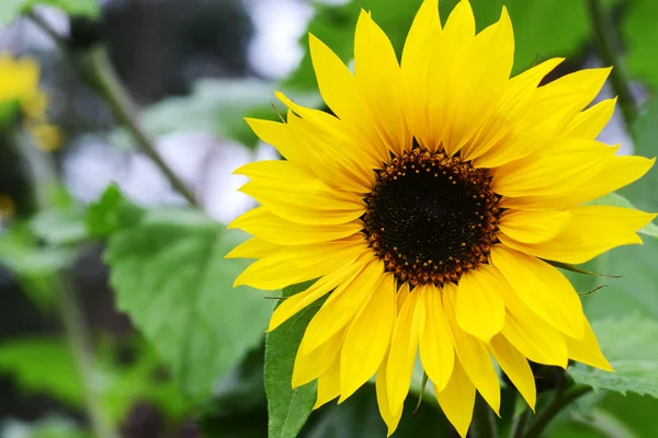 Beautiful sunflowers — Stock Photo, Image