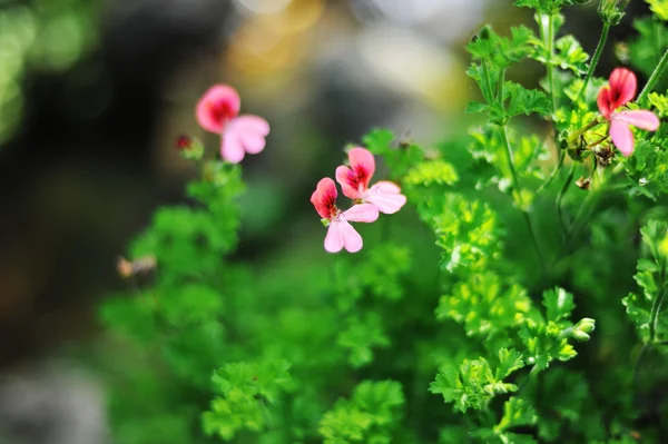 Small flowers in the field — Stock Photo, Image