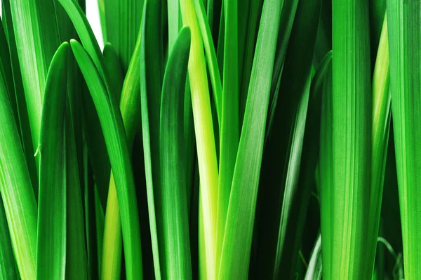 Gröna blad — Stockfoto