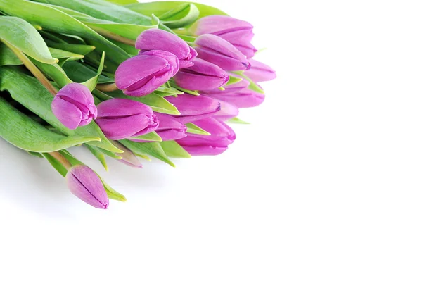 Violet tulips — Stock Photo, Image