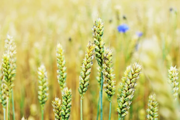 Korenbloemen in tarweveld — Stockfoto