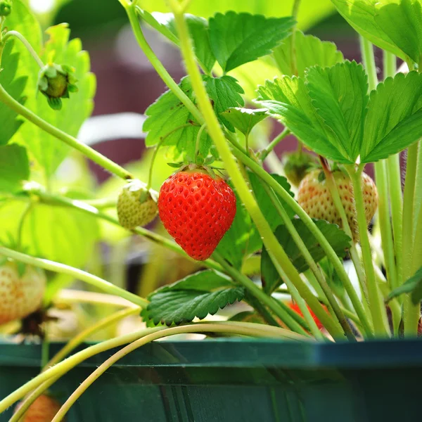 Strawberry on twig — Stock Photo, Image